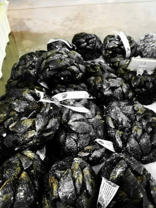 cozze olbia varpesca vendita