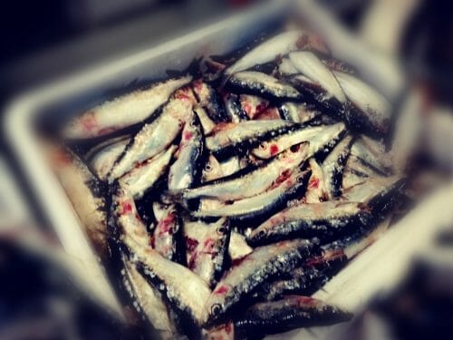 sardine